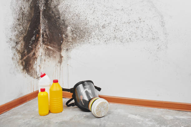 Best Attic Mold Removal  in Talahi Island, GA