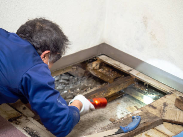 Professional Mold Removal in Talahi Island, GA