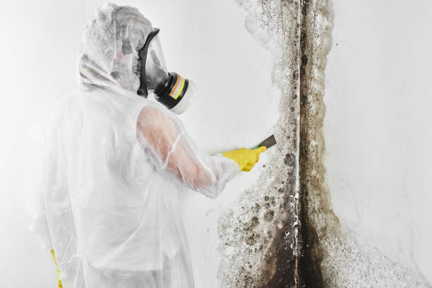 Best Black Mold Removal  in Talahi Island, GA