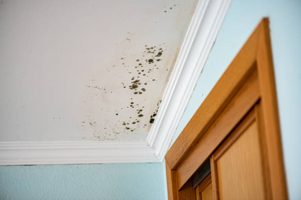 Best Commercial Mold Removal  in Talahi Island, GA