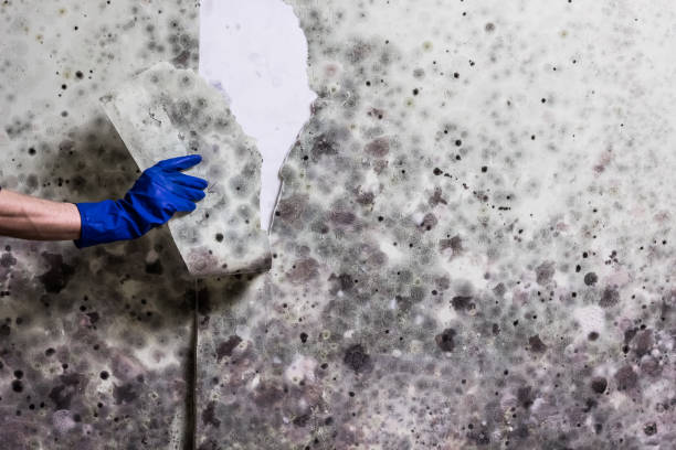 Best Crawl Space Mold Removal  in Talahi Island, GA