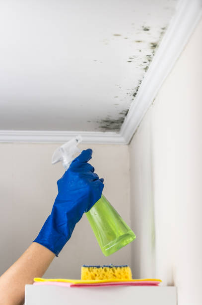 Best Office Mold Removal Services  in Talahi Island, GA
