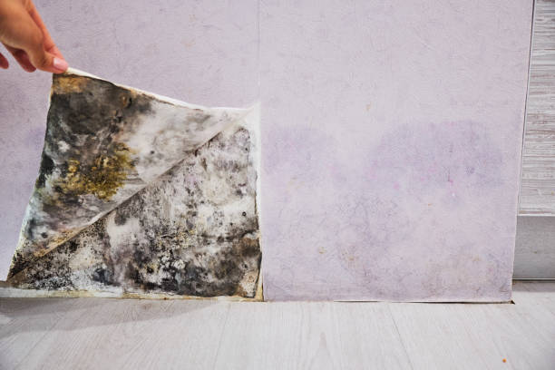 Best Black Mold Removal  in Talahi Island, GA